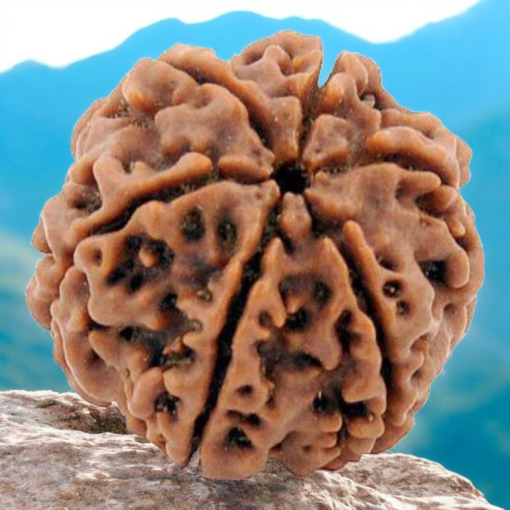 SIX MUKHI RUDRAKSHA NEPALI