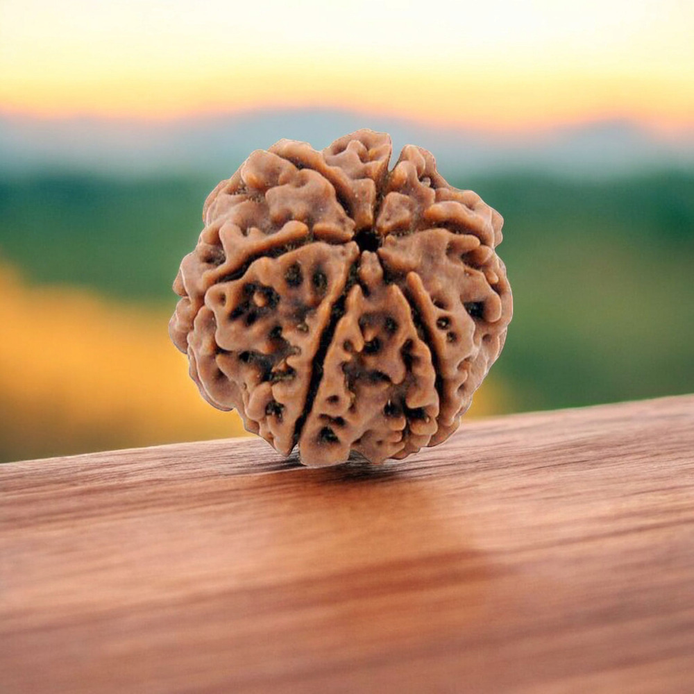SIX MUKHI RUDRAKSHA NEPALI