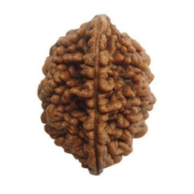 TWO MUKHI RUDRAKSHA SOUTH INDIAN
