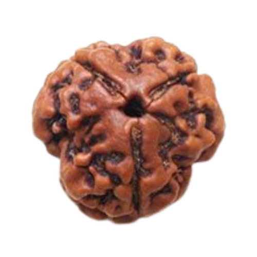 THREE MUKHI RUDRAKSHA NEPALI NORMAL SIZE