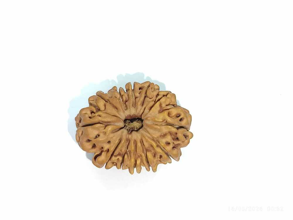 TWELVE MUKHI RUDRAKSHA NEPALI