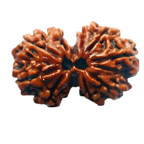 GAURI SHANKAR RUDRAKSHA