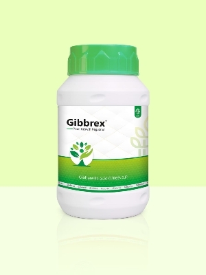Gibb rex