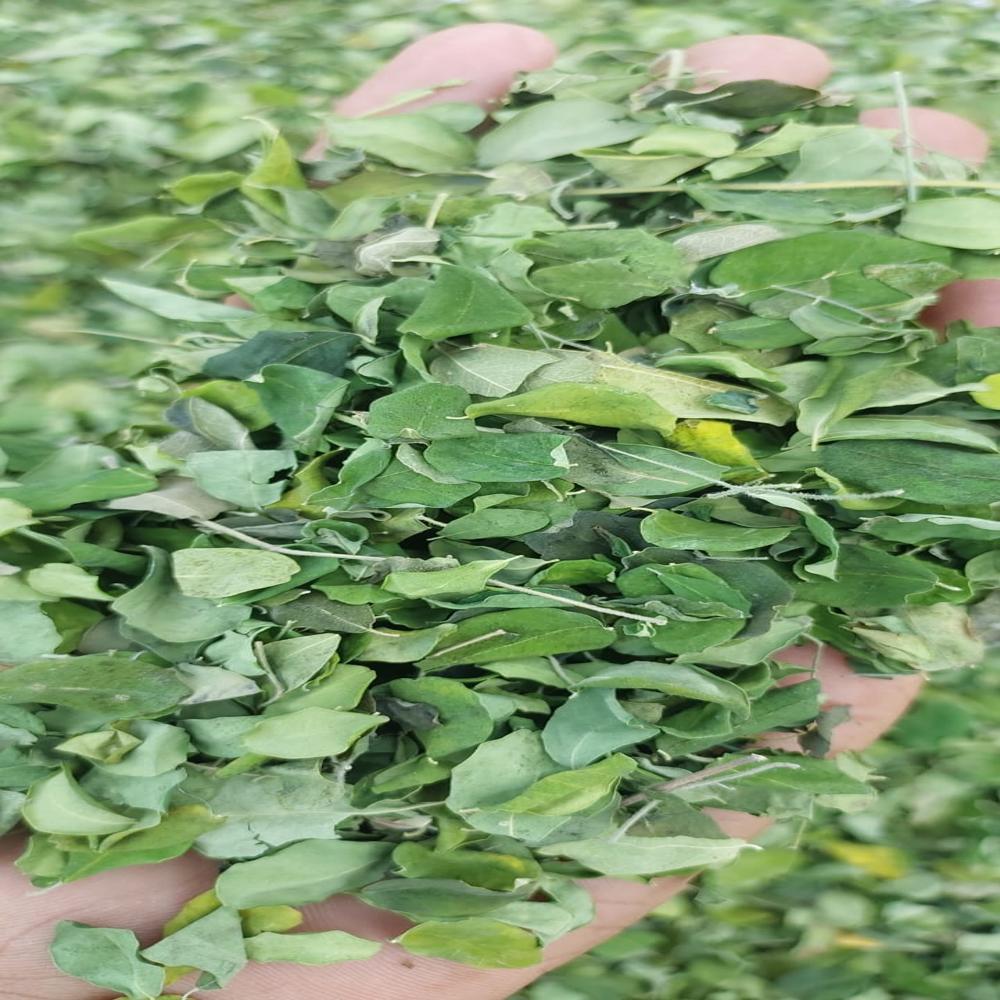 Moringa Leaves
