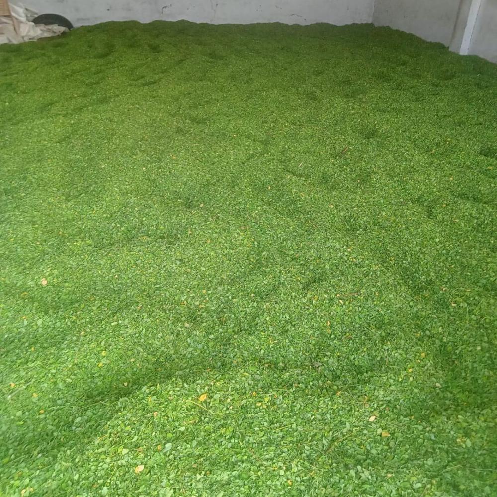 Moringa Leaves