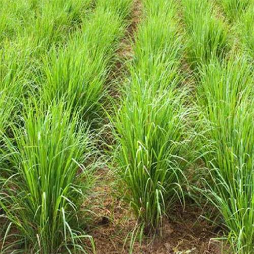 Lemongrass Slips