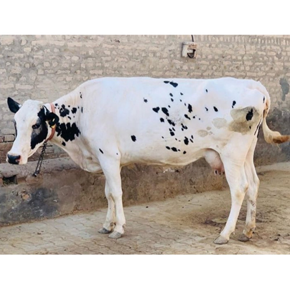 Black And White HF Cow