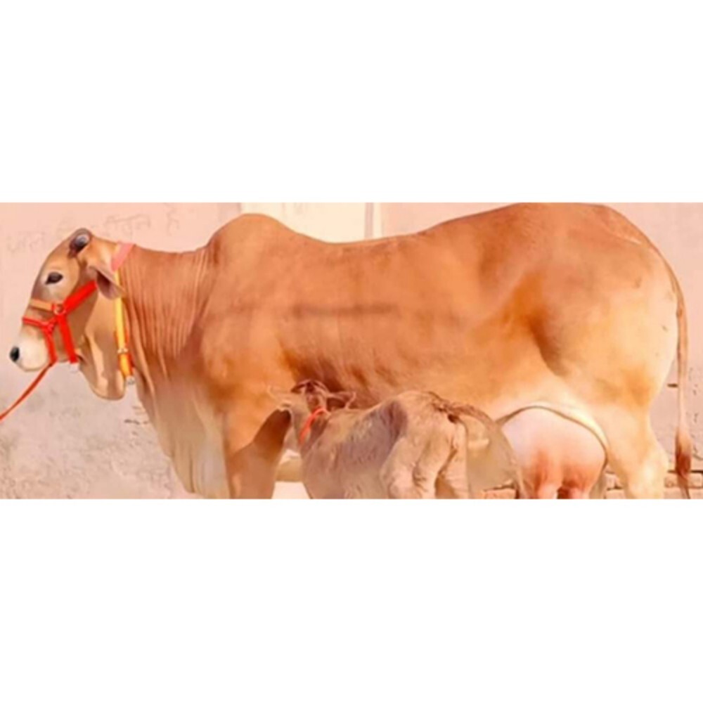 Desi Murrah Buffalo - Color: Black