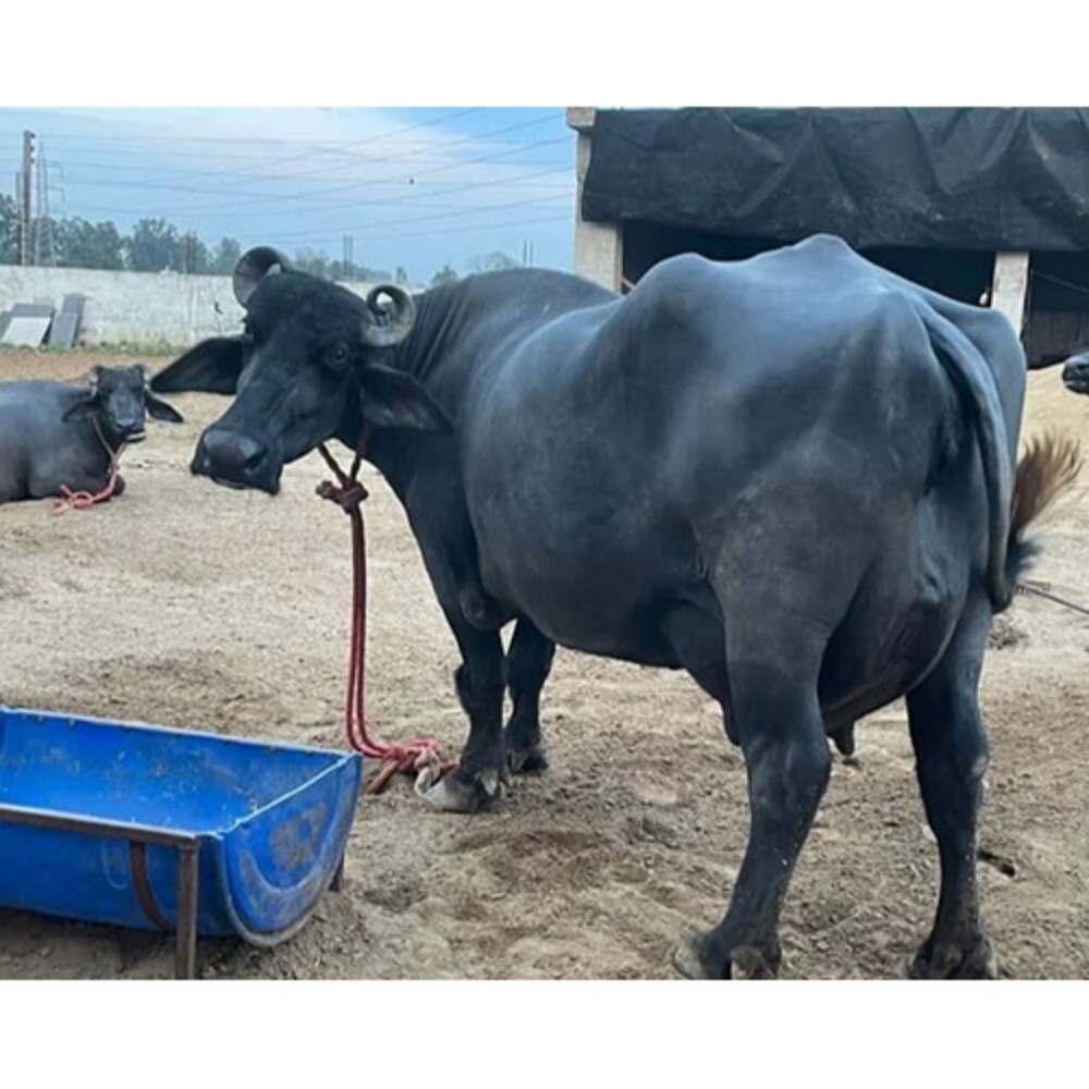 High Milking Murrah Buffalo