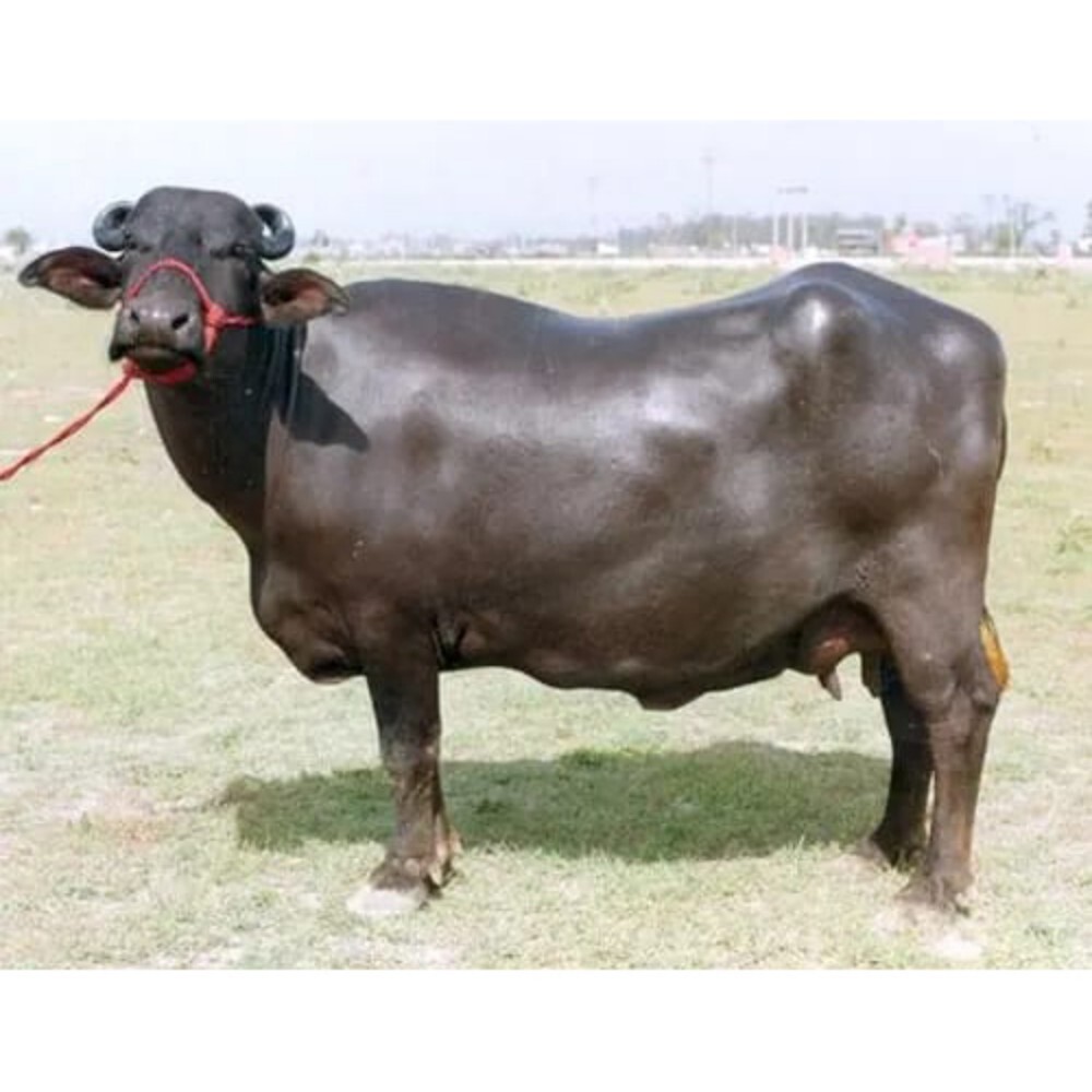 Black Murrah Buffalo - Gender: Female