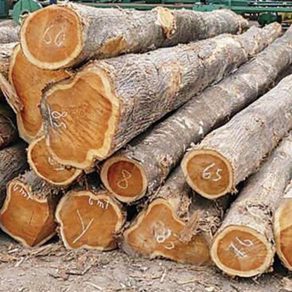 Teak Wood Log
