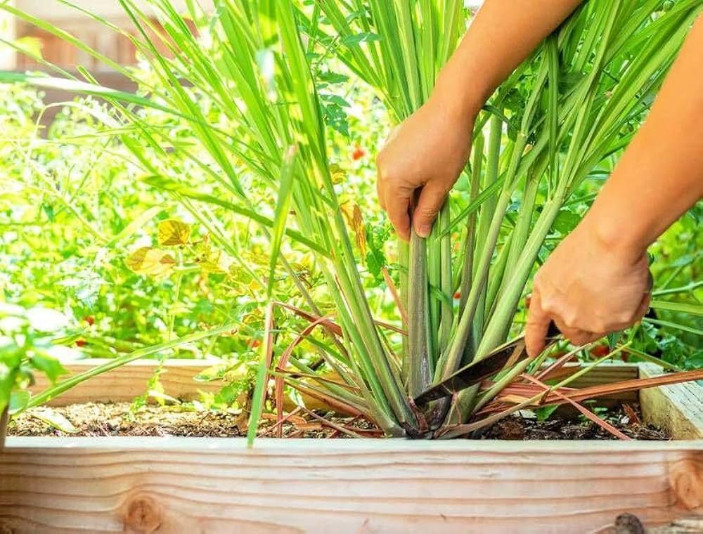 100% Pure Citronella Essential Oil
