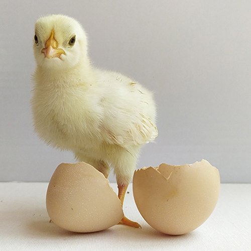 Broiler Chicks