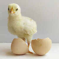 Broiler Chicks