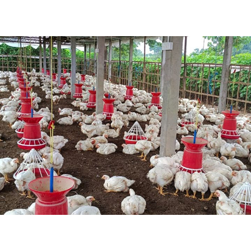 Broiler Chicks
