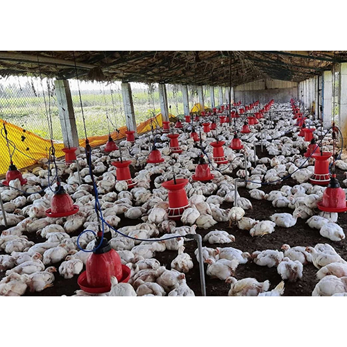 Broiler Chicks