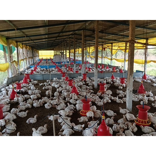 Broiler Chicks