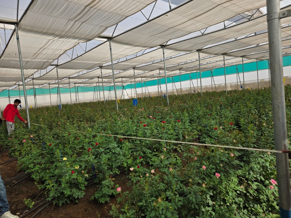 Large Scale Commercial Polyhouse