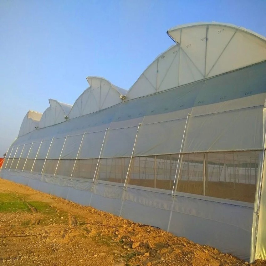 Large Scale Commercial Polyhouse - Advantage: Higher Crop Yield