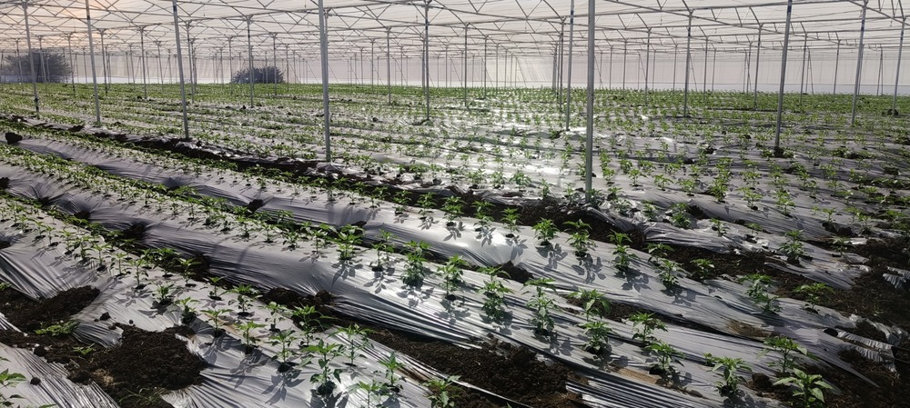 Large Scale Commercial Polyhouse - Advantage: Higher Crop Yield