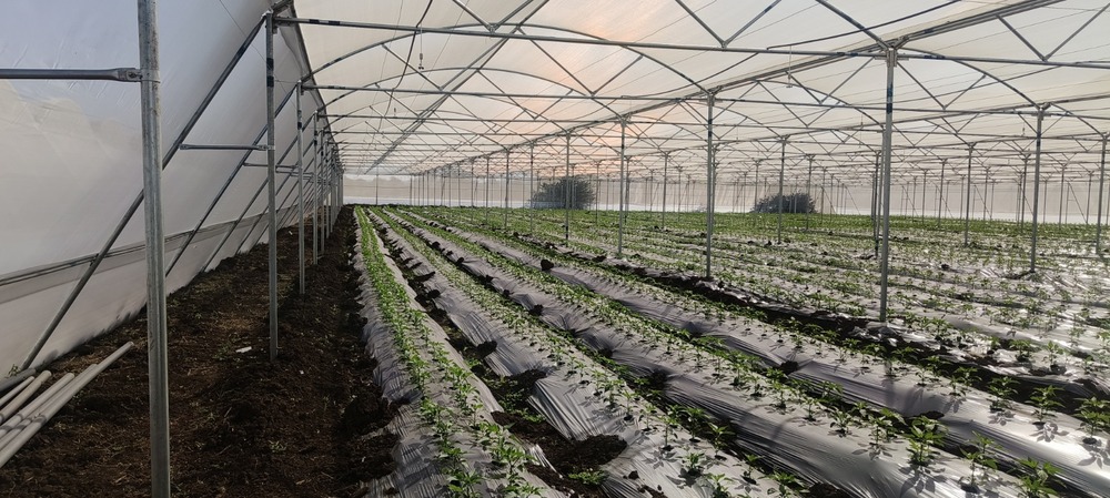 Large Scale Commercial Polyhouse - Advantage: Higher Crop Yield
