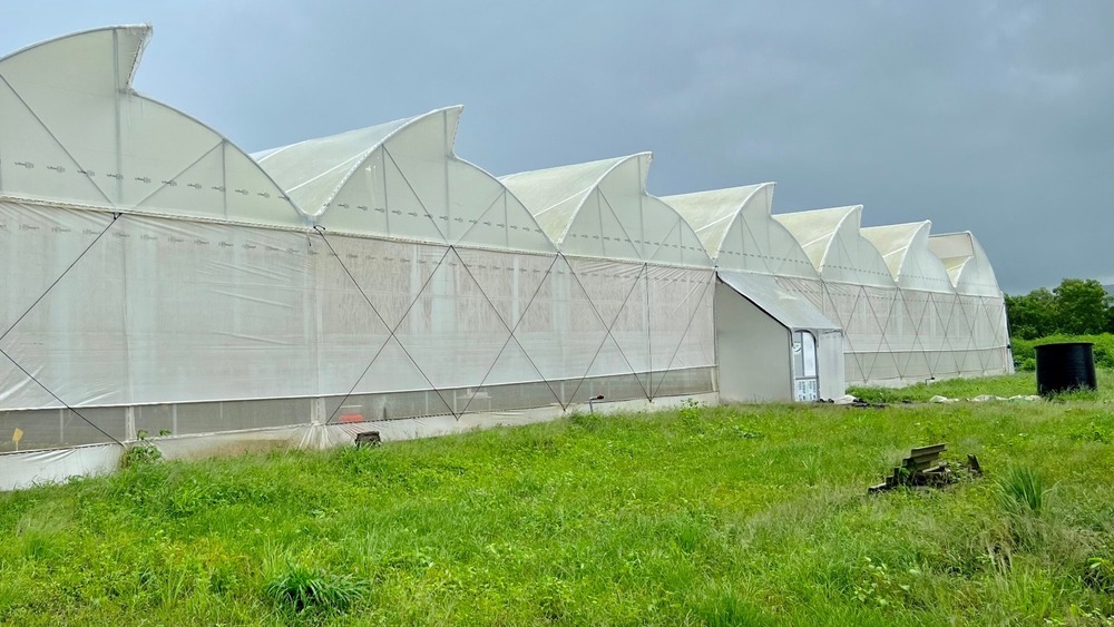 Large Scale Commercial Polyhouse - Advantage: Higher Crop Yield