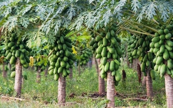 High Density Papaya Plantation Services