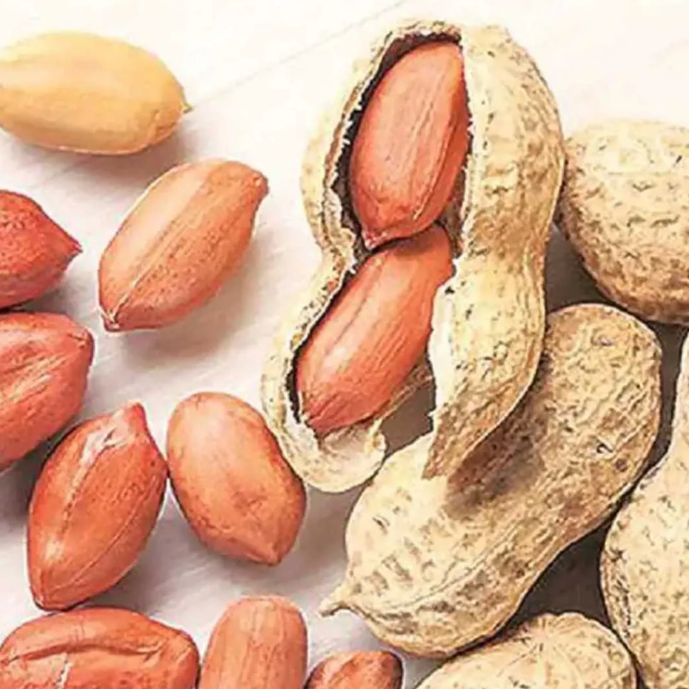 Indian Groundnut Peanut Kernels Premium Quality Raw Peanuts