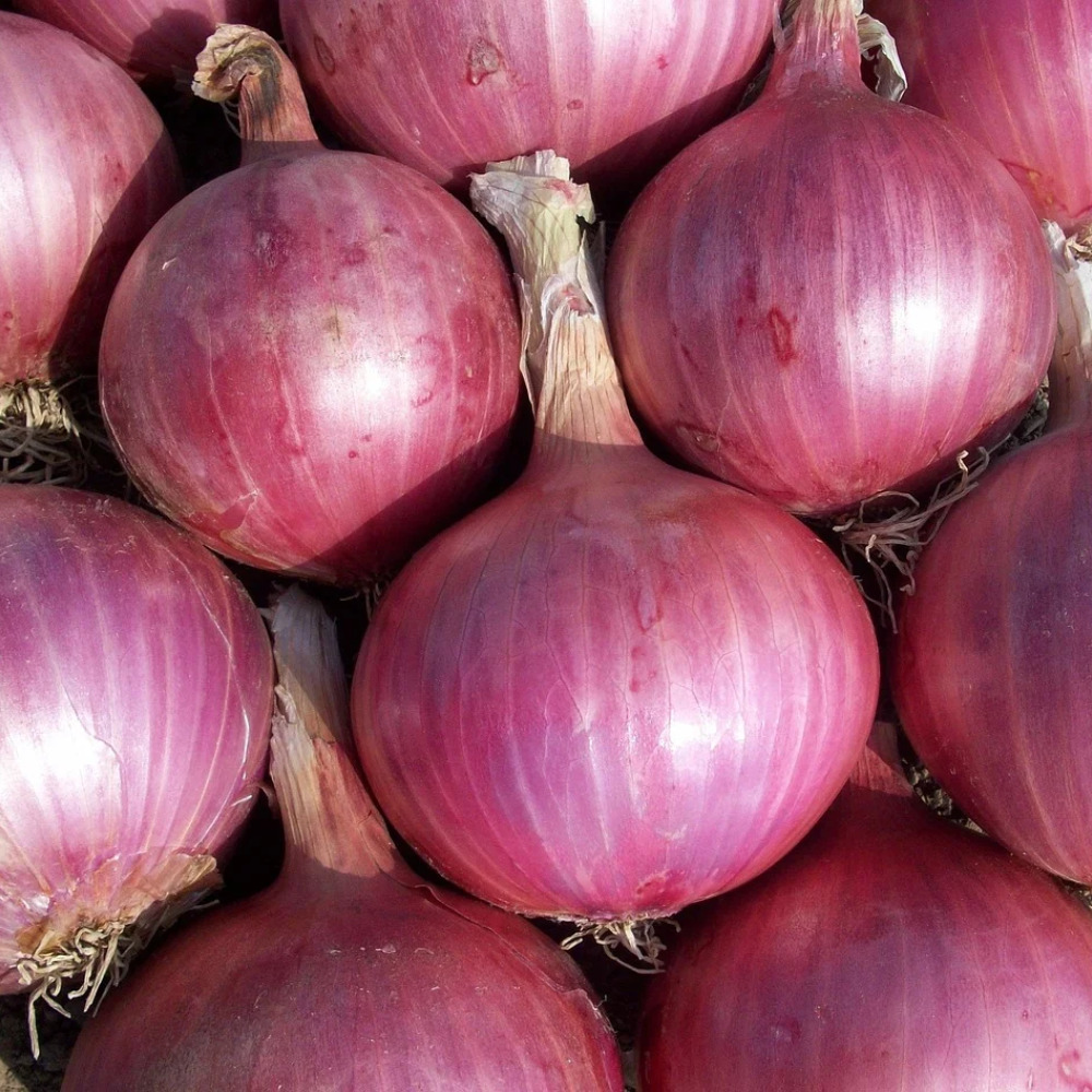 High Quality Indian Red Fresh Dry Onion