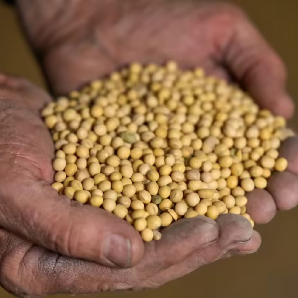 High Pro Soybean Meal Animal Feed