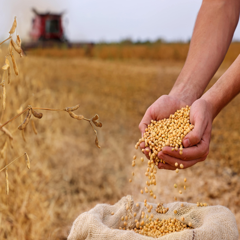 High Pro Soybean Meal Animal Feed
