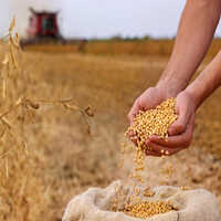 High Pro Soybean Meal Animal Feed