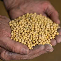 High Protein Feed Soybean Meal