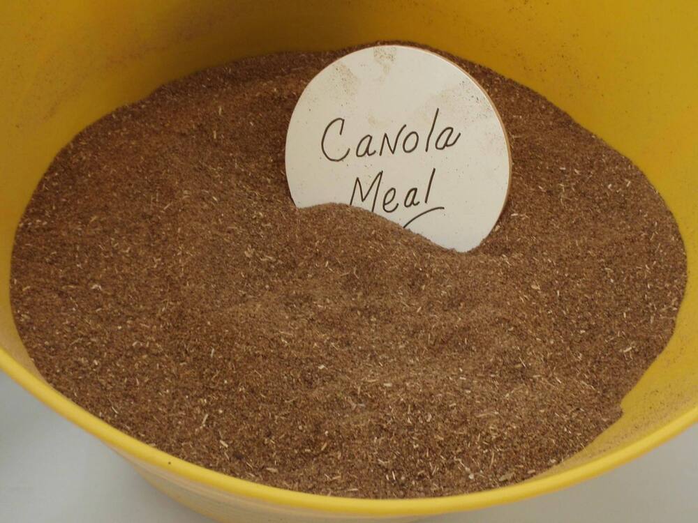 High Protein Rapeseed Meal 34-38% Grade a Horse Pig Fish Dog Animal Feed