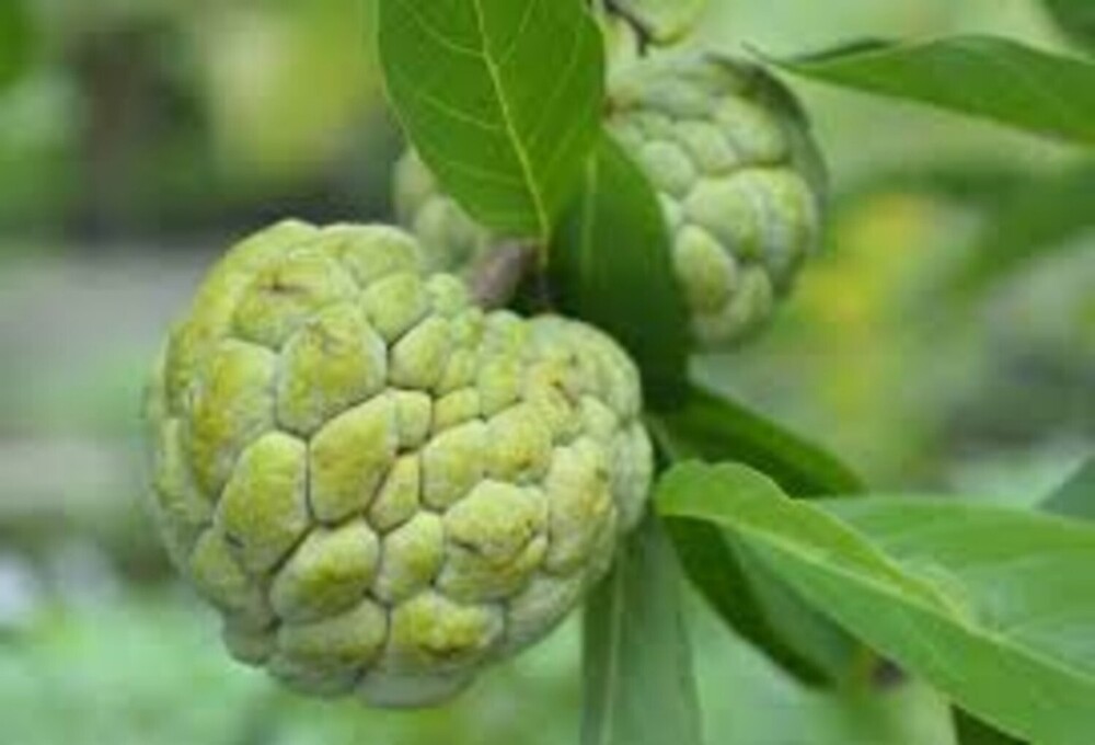 Custard Apple - Color: Green