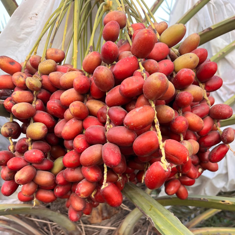 Fresh Red Date Palm