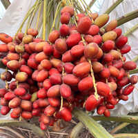 Fresh Red Date Palm