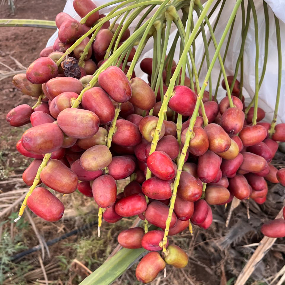 Fresh Red Date Palm