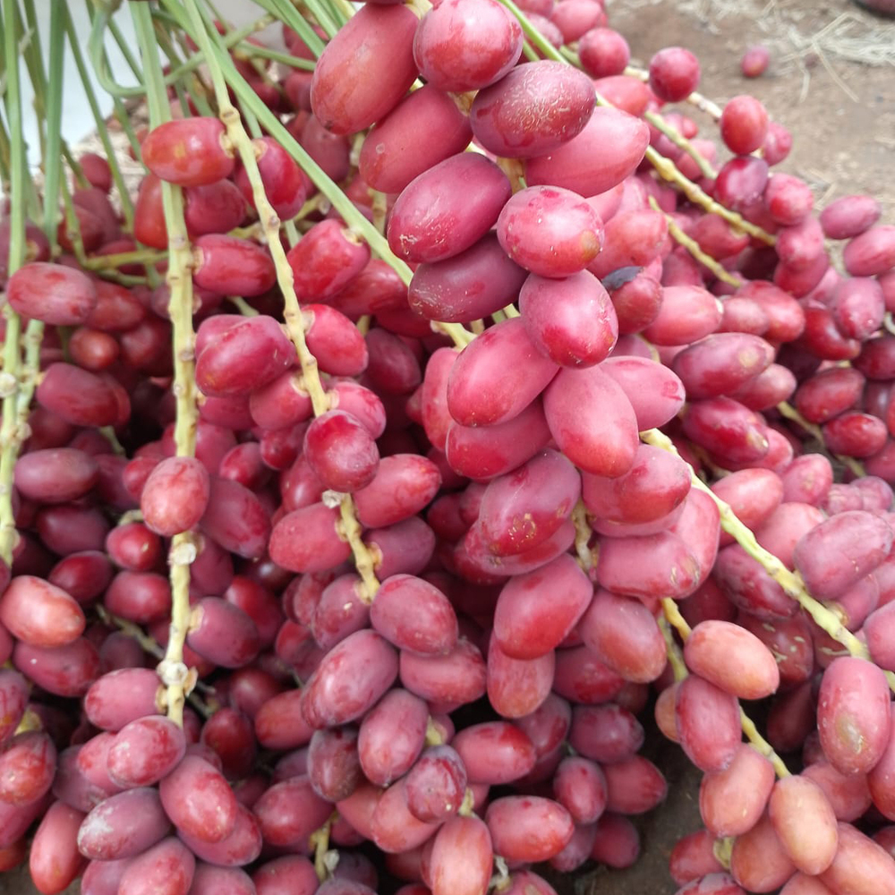 Fresh Red Date Palm