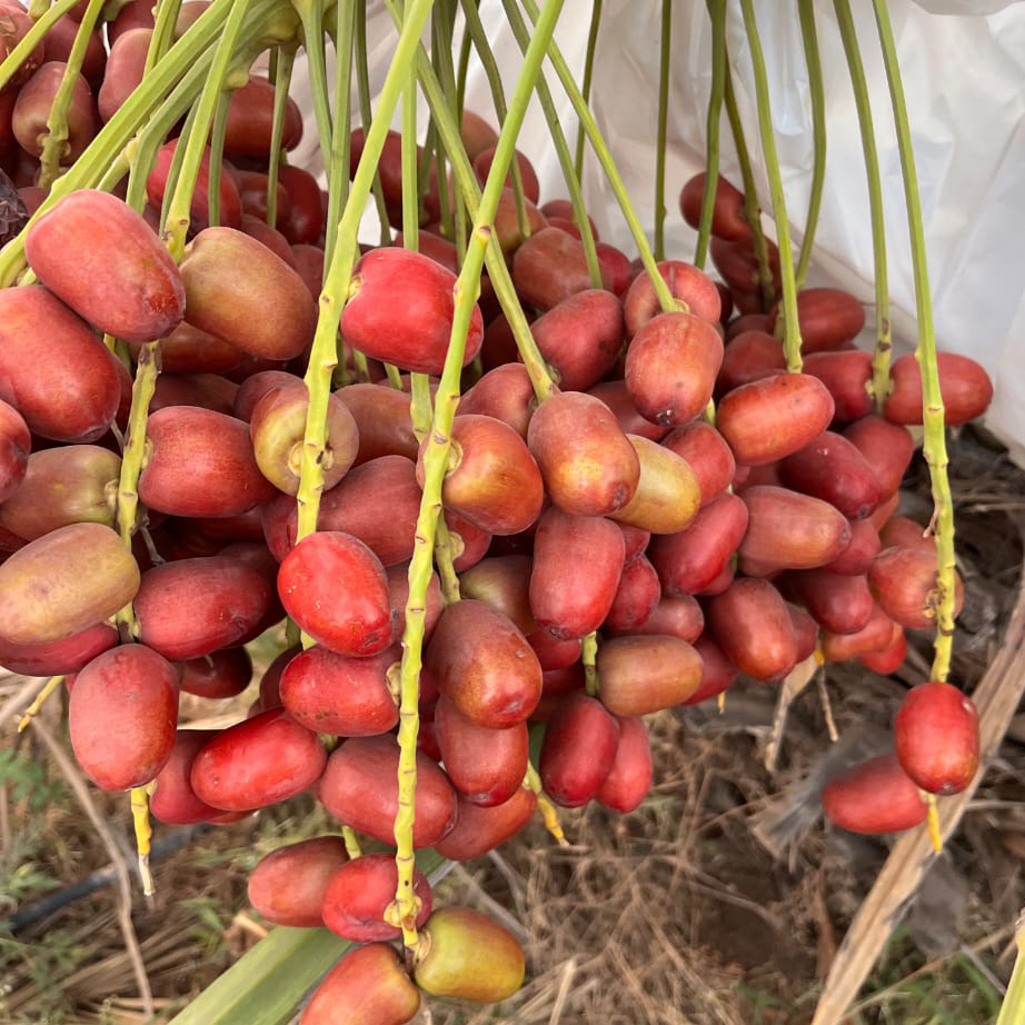 Fresh Red Date Palm
