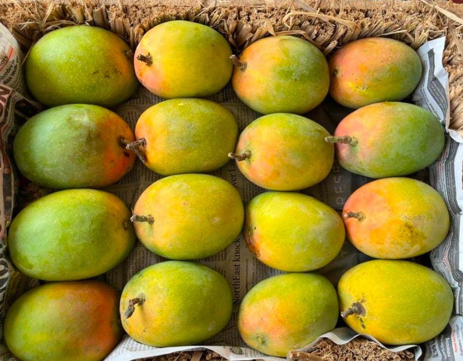 Ratnagiri Alphonso Mangoes