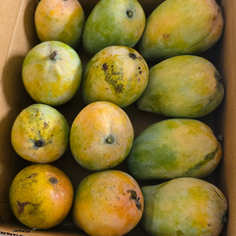 Ratnagiri Alphonso Mangoes