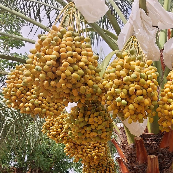 Ratnagiri Alphonso Mangoes