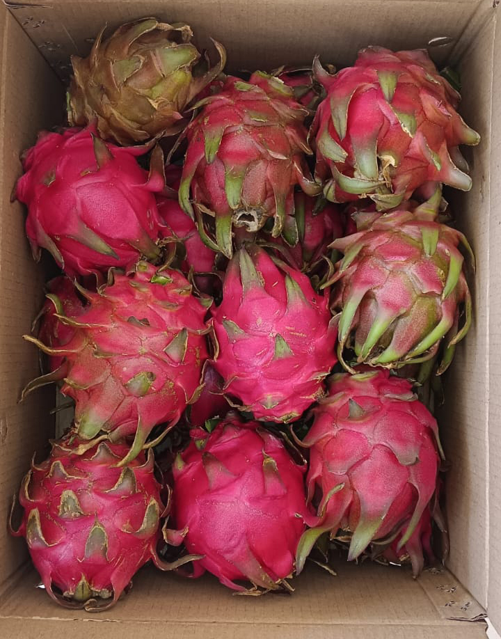 Siam C Red Dragon Fruit - Color: Bright Pink (Skin)