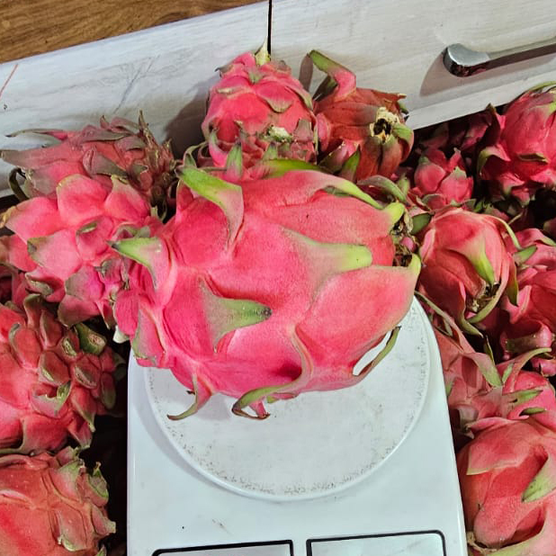 Siam C Red Dragon Fruit - Color: Bright Pink (Skin)