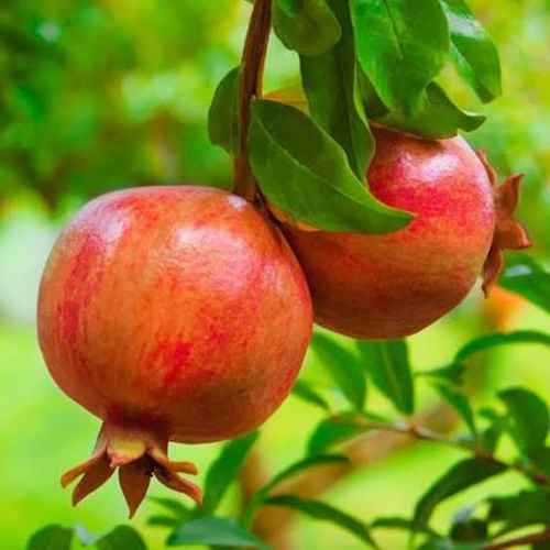 Fresh Pomegranate Fruit
