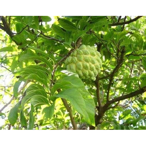 Fresh Custard Apple