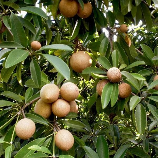 A Grade Fresh Chiku Fruit