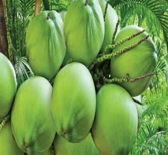 Green coconut