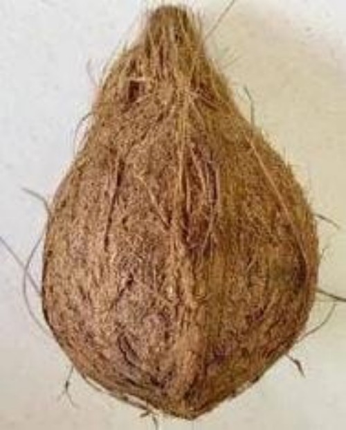 Semi Husked Coconut